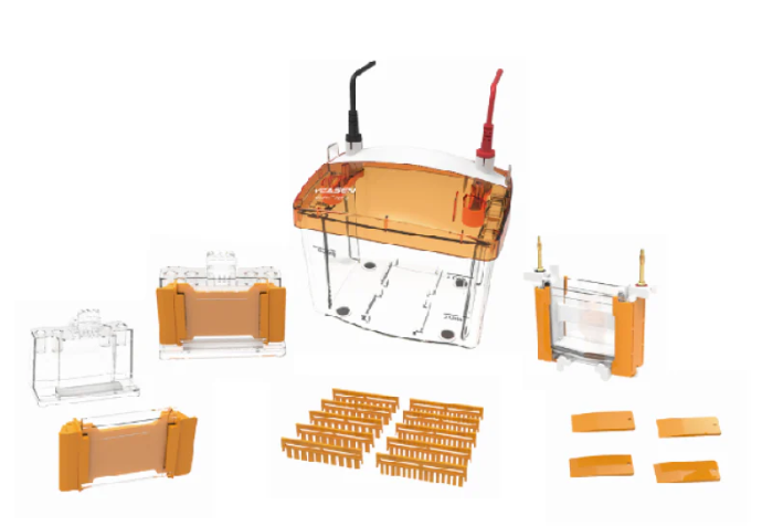 [YEASEN] PET4 Vertical Electrophoresis Tank（1.5mm）