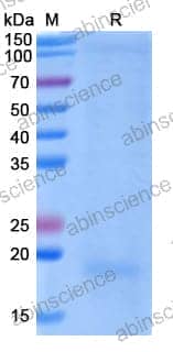 [Abinscience] Human IL31 Recombinant Protein (C-His)
