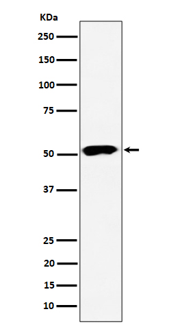 [Genscript] PPP2R5E Antibody, mAb, Rabbit