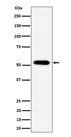 [Genscript] PPP2R5E Antibody, mAb, Rabbit