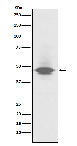 [Gencript] CD79a Antibody, mAb, Rabbit