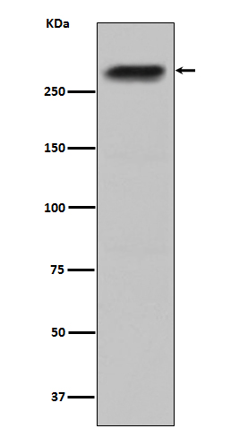 [Genscript] CENPE Antibody, mAb, Rabbit
