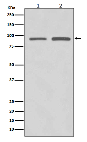 [Gesncript] SUZ12 Antibody, mAb, Rabbit