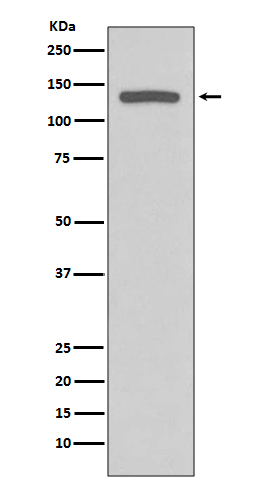 [Genscript] iNOS Antibody, mAb, Rabbit