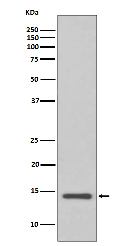 [Genscript] Cystatin C Antibody, mAb, Rabbit