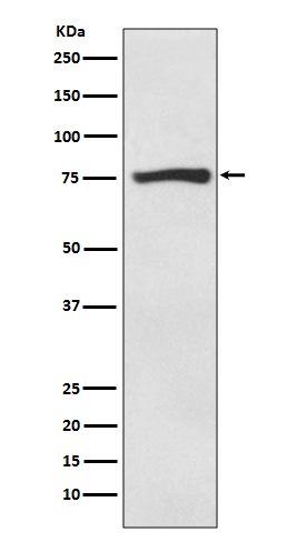 [Gencript] ACSS2 Antibody, mAb, Rabbit