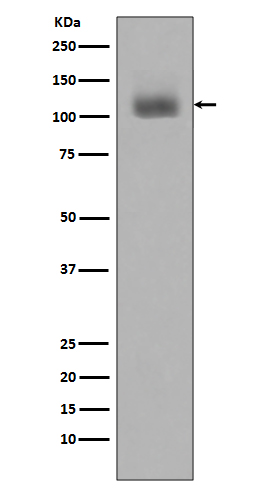 [Genscript] p-JAK2 (Y1007/Y1008) Antibody, mAb, Rabbit