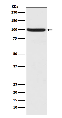 [Genscript] p-Nrf2 (S40) Antibody, mAb, Rabbit