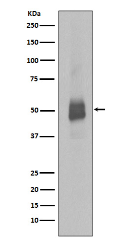 [Genscript] p-Lyn (Y396) Antibody, mAb, Rabbit