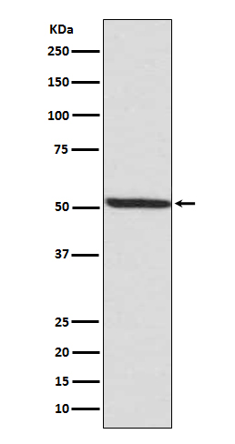 [Genscript] p-IRF3 (S386) Antibody, mAb, Rabbit