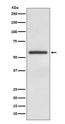 [Genscript] GATA4 Antibody, mAb, Rabbit