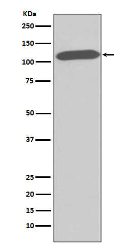 [Genscript] CD26 Antibody, mAb, Rabbit