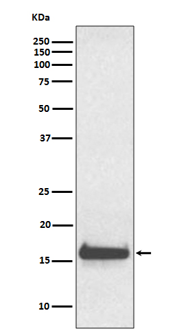 [Genscript] Transthyretin Antibody, mAb, Rabbit