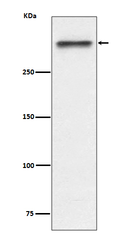 [Genscript] TP53BP1 Antibody, mAb, Rabbit