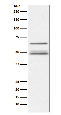 [Genscript] IKK gamma Antibody, mAb, Rabbit