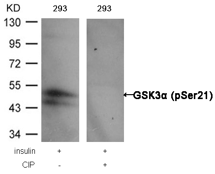 [Signalway Antibody] GSK3a(Phospho-Ser21) Antibody
