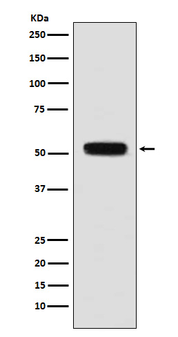 [Genscript] Fibulin 5 Antibody, mAb, Rabbit