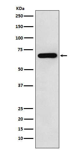 [Genscript] N WASP Antibody, mAb, Rabbit