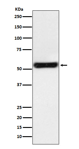 [Genscript] PTGER2 Antibody, mAb, Rabbit