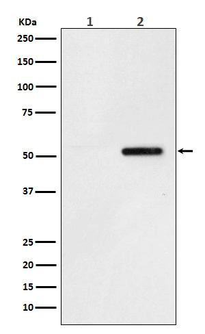 [Genscript] p-Tau (S324) Antibody, mAb, Rabbit