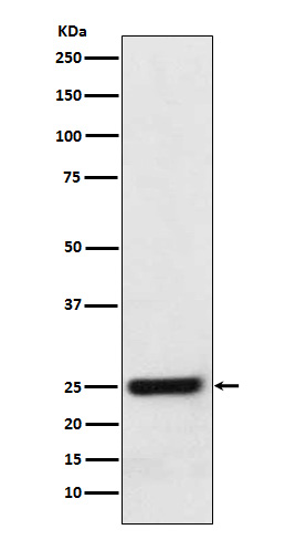 [Genscript] HSD17B10 Antibody, mAb, Rabbit