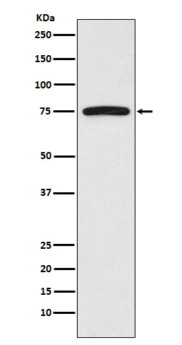 [Genscript] FGFR substrate 2 Antibody, mAb, Rabbit
