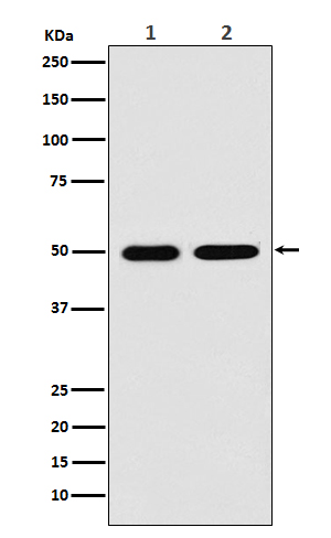 [Genscript] LOX Antibody, mAb, Rabbit