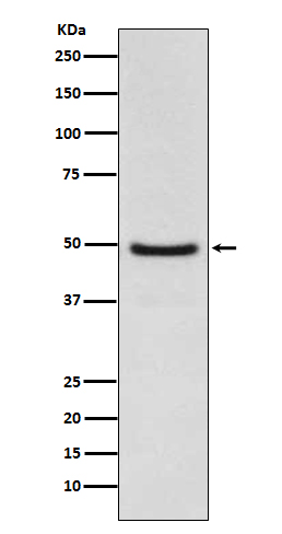 [Genscript] NR1H3 Antibody, mAb, Rabbit