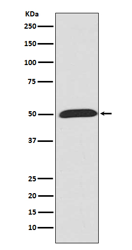 [Genscript] Wnt5a Antibody, mAb, Rabbit