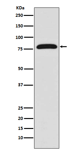 [Genscript] TGM2 Antibody, mAb, Rabbit