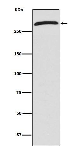 [Genscript] CHD4 Antibody, mAb, Rabbit