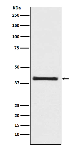 [Genscript] AKT1S1 Antibody, mAb, Rabbit