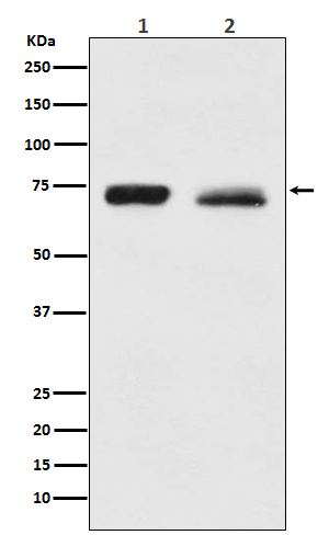 [Genscript] Merlin Antibody, mAb, Rabbit