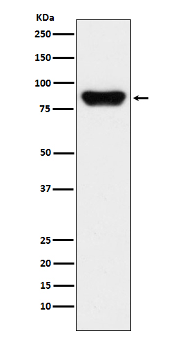 [Genscript] Prothrombin Antibody, mAb, Rabbit