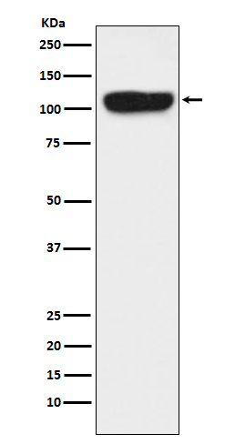 [Genscript] ITCH Antibody, mAb, Rabbit