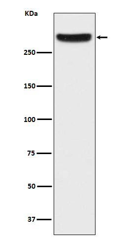 [Genscript] ITPR1 Antibody, mAb, Rabbit