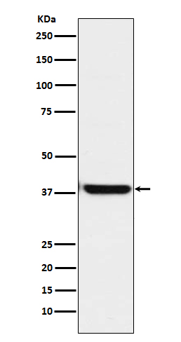 [Genscript] OGG1 Antibody, mAb, Rabbit