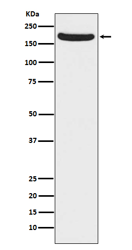 [Genscript] GluN2A Antibody, mAb, Rabbit
