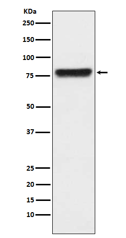 [Genscript] Plasma kallikrein Antibody, mAb, Rabbit