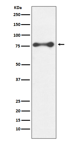 [Genscript] PKC delta Antibody, mAb, Rabbit