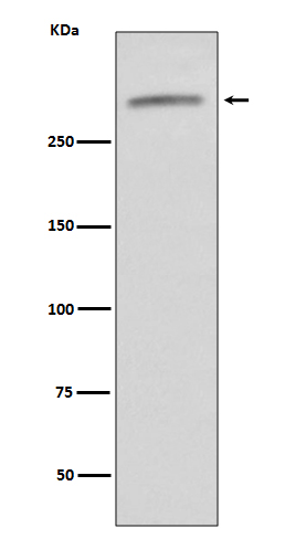 [Genscript] von Willebrand factor Antibody, mAb, Rabbit
