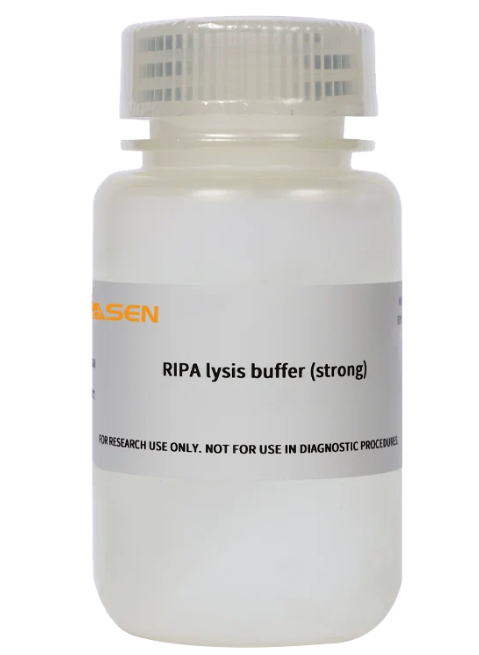 [YEASEN] RIPA Lysis Buffer (Strong)