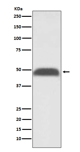 [Genscript] PABP 2 Antibody, mAb, Rabbit