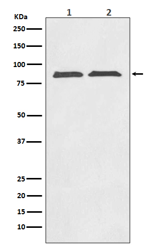 [Genscript] Axin 2 Antibody, mAb, Rabbit