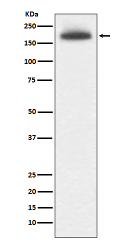 [Genscript] MRC1 Antibody, mAb, Rabbit