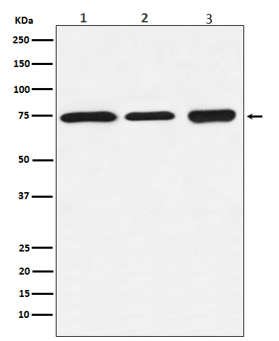 [Genscript] BTK Antibody, mAb, Rabbit