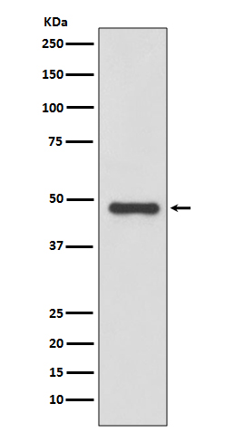 [Genscript] uPA Antibody, mAb, Rabbit