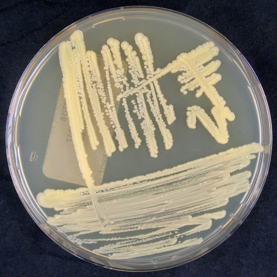[DSMZ] Corynebacterium glutamicum