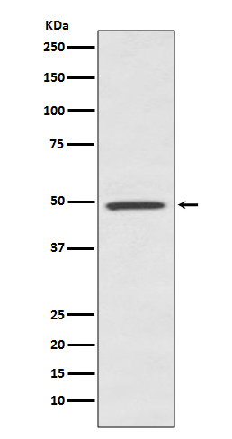 [Genscript] BMP7 Antibody, mAb, Rabbit