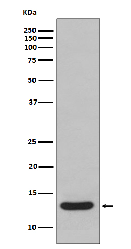 [Genscript] FABP1 Antibody, mAb, Rabbit